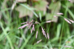 Bromus pumpellianus