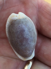 Naria erosa