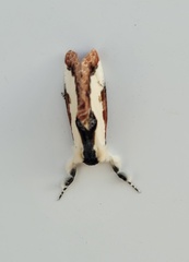 Eudryas unio
