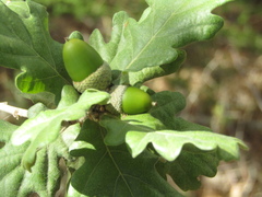 Quercus pubescens