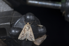 Mythimna pulchra