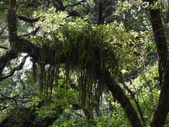 Phlegmariurus varius