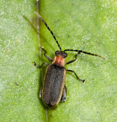 Galerucinae