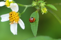 Coelophora bissellata