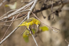 Ploceus jacksoni