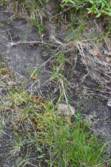 Poa alpigena
