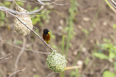 Ploceus jacksoni