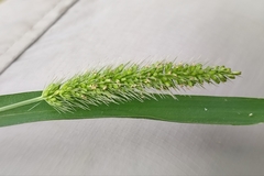 Setaria adhaerens
