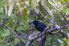 Laniarius funebris