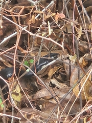 Coluber constrictor priapus