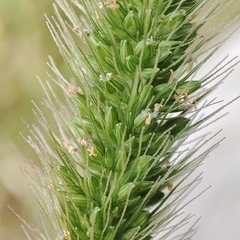 Setaria adhaerens