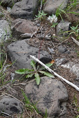 Taraxacum ceratophorum