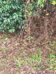 Coluber constrictor priapus