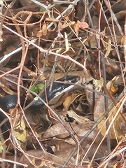 Coluber constrictor priapus