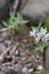 Taraxacum ceratophorum