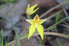 Caladenia flava flava