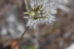 Taraxacum ceratophorum