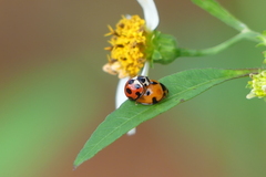 Coelophora bissellata