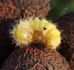 Calliteara pudibunda