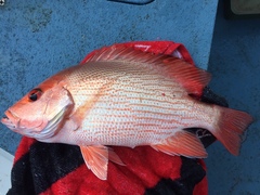 Lutjanus malabaricus