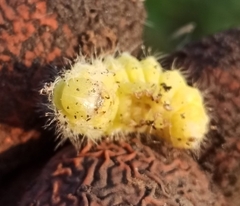 Calliteara pudibunda