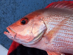 Lutjanus malabaricus