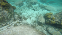 Acanthuridae