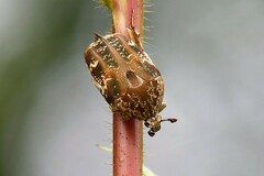 Protaetia fusca