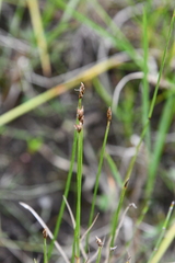Carex chordorrhiza