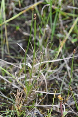 Carex chordorrhiza