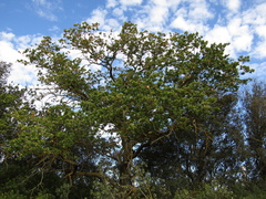 Quercus pubescens