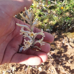Haworthia herbacea