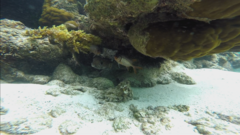 Myripristis violacea