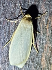 Eilema
