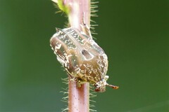 Protaetia fusca