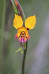 Diuris magnifica