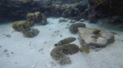 Cheilinus trilobatus