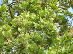 Quercus pubescens
