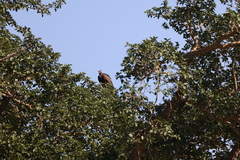 Necrosyrtes monachus