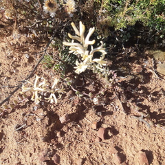 Haworthia herbacea