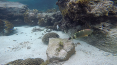 Cheilinus trilobatus