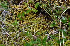 Carex aquatilis stans