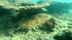 Orectolobus maculatus