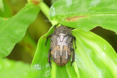 Protaetia acuminata