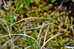 Carex aquatilis stans