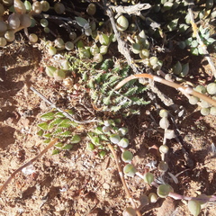 Haworthia herbacea
