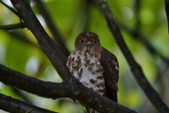 Accipiter francesiae