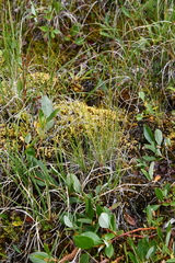 Carex myosuroides