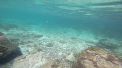 Kyphosus cinerascens