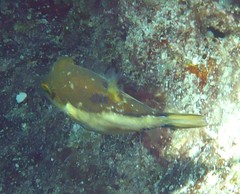 Canthigaster rostrata